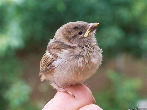 Taylor explains the best ways you can help a wild baby bird if they're found out of their nest.Our Video Sponsors:Daniel FowlerScott HartranftBruce FongAlexC...